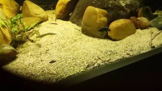 Download Lagu 'Steatocranus' irvinei 2nd batch of youngsters (1st one in the 1500L tank)