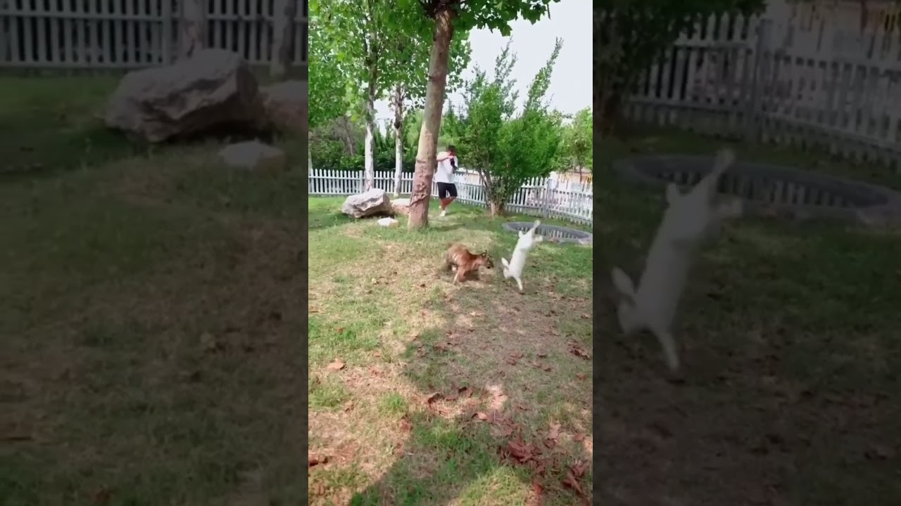 tiger and rabbit funny 