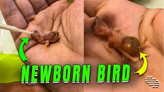 Hand-Feeding a Delicate Newborn Bird with Gentle Care