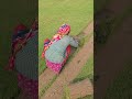 selection no 1 carpet grass # grass # natural grass # lawn grass# Asli grass