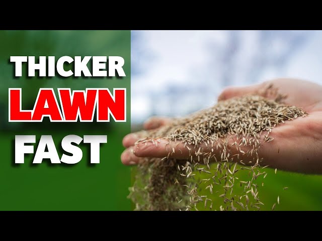 5 Things to Grow the BEST Lawn (Seed + Overseeding Guide) - YouTube