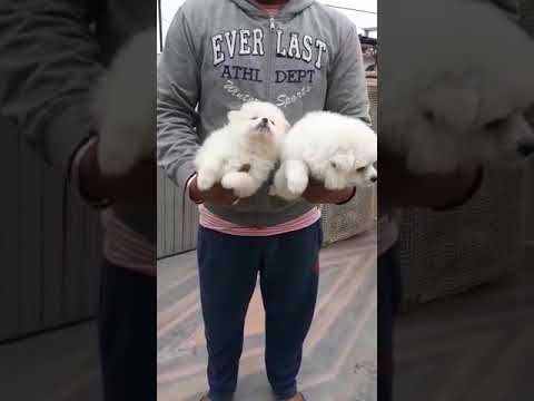 Pom Puppies Sale Male and female off white Cream color India Delhi 9950330009 sheppard software