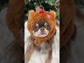 トナカイなチワワ🐾#shorts
