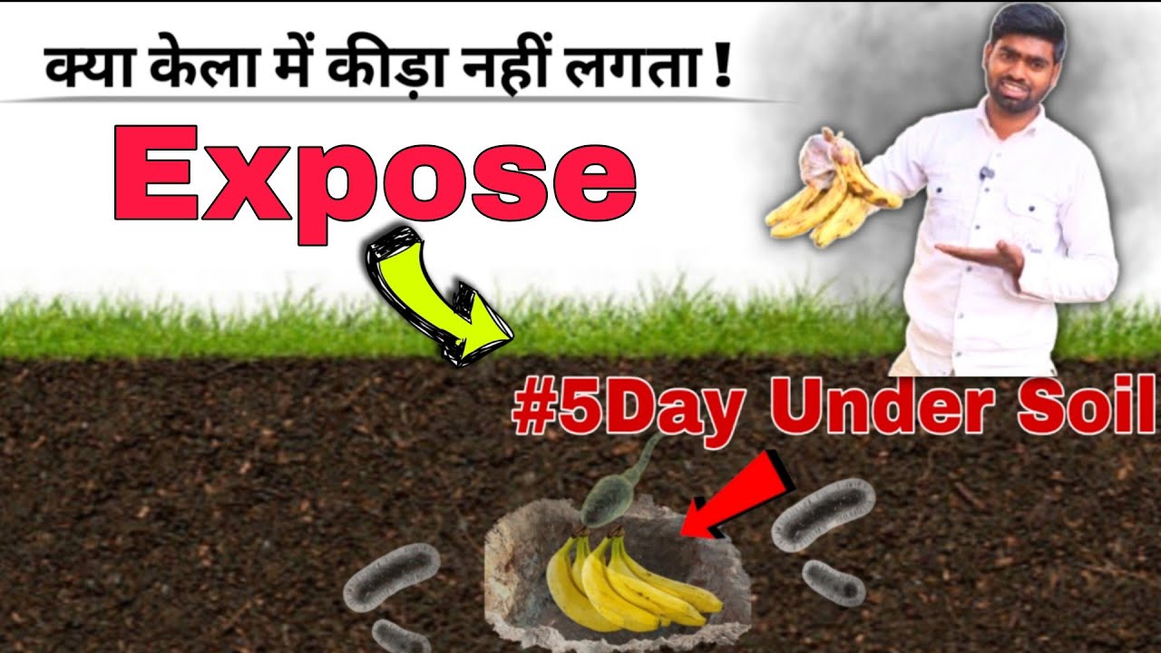  क्या केला में कीड़ा लगता हैं? 