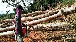 Chainsaw Stihl ms 660 potong kayu getah