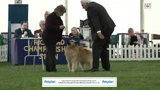 Richmond Championship Dog Show 2022 Day 1 Toy and Utility Groups by ShowdogMedia 98 views 1 year ago 2 hours, 22 minutes