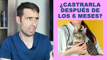 ¿Me recordará mi gato después de 6 meses?