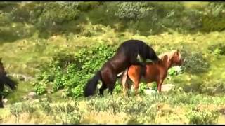 Caballos Salvajes Apareandose Caballos Salvajes Apareandose