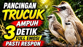 trucukan gacor TARUNG ROPEL PANJANG pancingan trucukan agar bunyi jadikan burung trucuk gacor nyaut