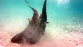 Blacktip Reef sharks mating in lagoon at Misool Eco Resort
