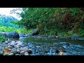 RELAXING SOUNDS FOR SLEEPING | TRANQUIL RIVER AND FOREST SCENE FOR DEEP SLEEP &amp; RELAXATION #203