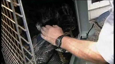 Delila The 20-Foot Python Found In Apopka