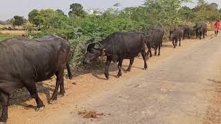 Rajasthan Village visit this year. Enjoy. Peacock Cow Birds Lake and Natural beauty by GT TV 136 views 3 years ago 2 minutes, 58 seconds