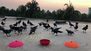 Multiple Crow Sound | Different Kauwa Ki Awaz | A Lot Of Crow Cawing Sounds | কাকের ডাক