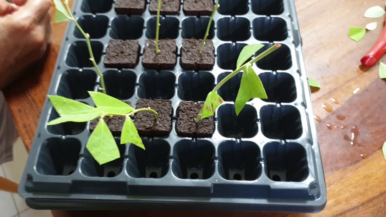 How to grow Blueberry from cutting Blueberry plant YouTube