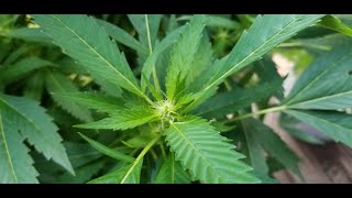 Outdoor BUDDIES! | Outdoor Plant Update