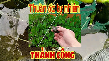 Thuần ốc bươu đen/ốc nhồi, ốc lát bắt ngoài tự nhiên về nuôi trong bể bạt thành công.