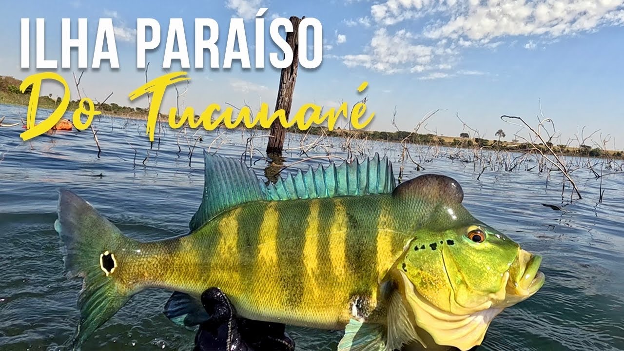 AZULOU NO PARANAZÃO! Pesca Sub - SubTv Spearfishing
