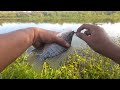 Mancing Ikan Nila Babon berbayar, Baru Turun Langsung di Sambar
