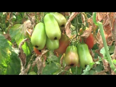 Video: Marciume della corona degli asparagi - Scopri il marciume della corona degli asparagi del Fusarium