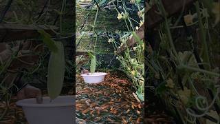 HARVEST CUCUMBER #gardening #shorts #diy #aquaponics