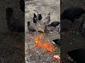 Chickens-including new silkies enjoying some veg peels in the run.