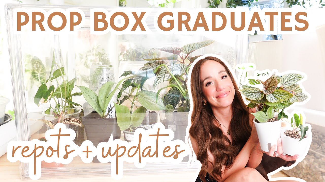 propagation box 🌱repots + updates✨| transfers from fluval stratum to soil + pon | 5 plants