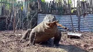 Komodo Raksasa Makan Kambing #komodo #komodomakan