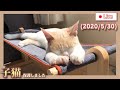 【子猫Live】猫と夜の大質問大会（2020/5/30）