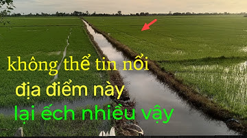 Đặt lợp ếch đặt chỗ không ai ngờ tới lại chúng đậm #lang thang miền tây