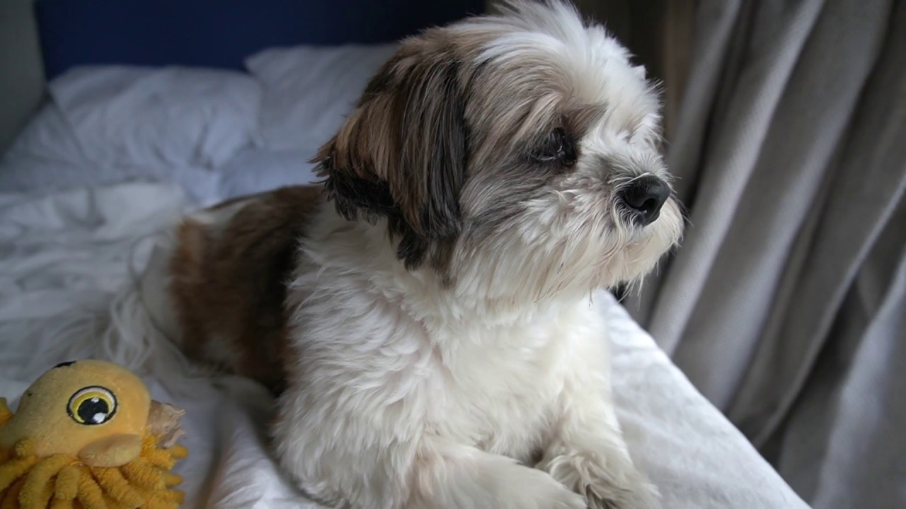 Our First Vlog Our dogs playing with toys YouTube