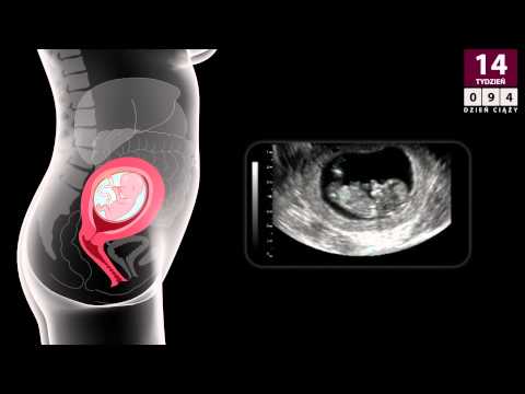 Wideo: 14 Tydzień Ciąży