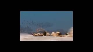 Animal Armageddon: Episode 2: Hell on Earth (United States English Version)