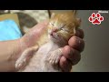 【保護8日目】 死なせない!意識がなくなった赤ちゃん子猫【瀬戸のミエル日記】