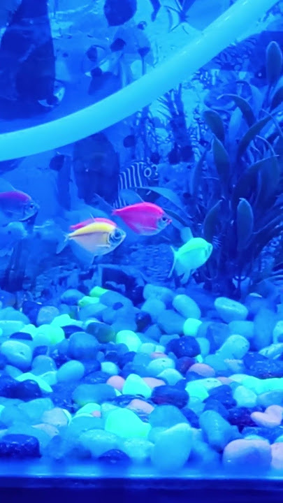 🌈 Glow Fish Lighting Up the Tank! #GlowFish #trendingshorts  #shorts