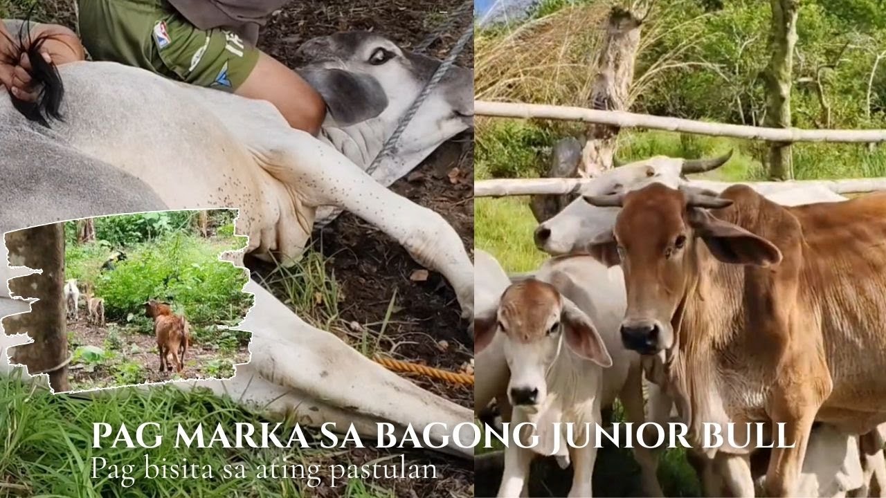 Pag bisita sa ating pastulan | Minarkahan ang ating bagong junior bull