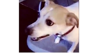 Dog goes wild over his owner's new pillow!!! by Animal Kingdom 33 views 6 years ago 1 minute, 11 seconds