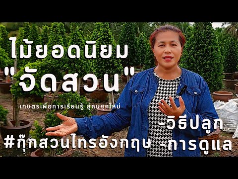 วีดีโอ: ปลูกต้นไทร - ความรู้การทำสวน