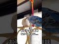 インコにも春が来た🌸 #shorts #インコまるけ