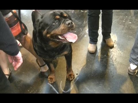 rottweiler puppies lincoln ne beatrice 6 month rottweiler board program omaha nebraska funnydog tv rottweiler puppies lincoln ne beatrice 6 month rottweiler board program omaha nebraska funnydog tv