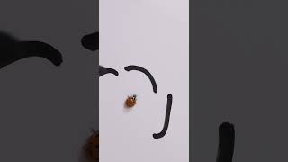 What would a ladybug do🐞🤔