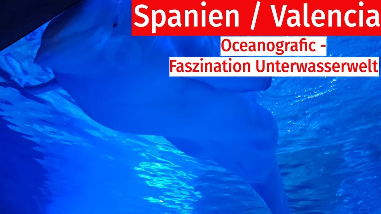 Valencia: Oceanografic - Das grö´ßte Aquarium Europas