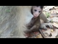Life of monkeys Ep106, life of poor baby monkey, baby monkey with mom, b...