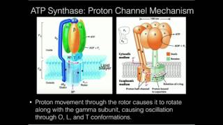 ATP Synthase: Proton-powered Rotation