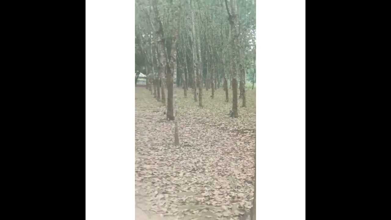 largest forest in southeast asia