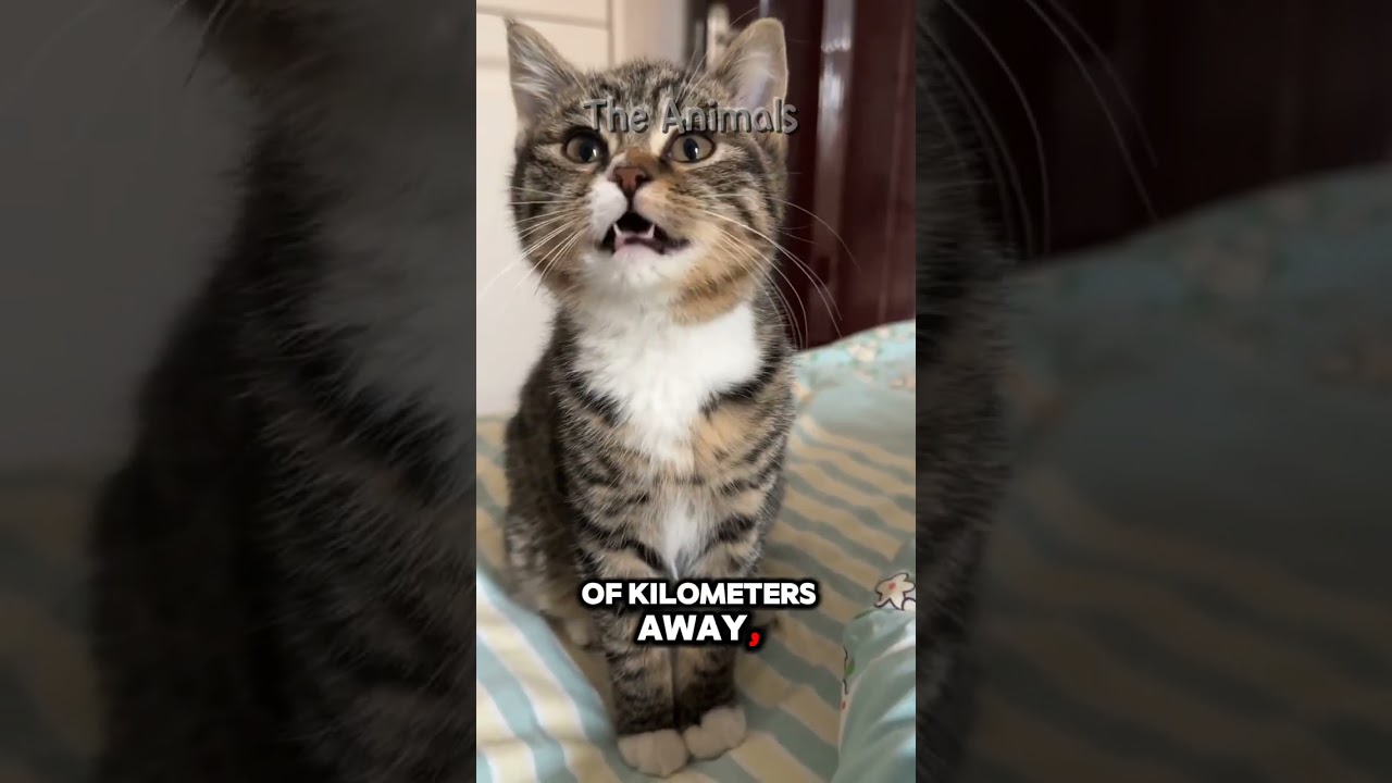 Unique Facts About Cats