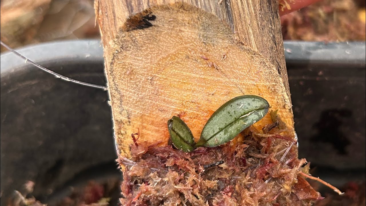 Bora plantar umas Phaleanopsis mamadeira comigo ?!! 