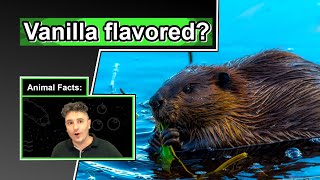 These engineers smell delicious! | 10 COOL BEAVER FACTS