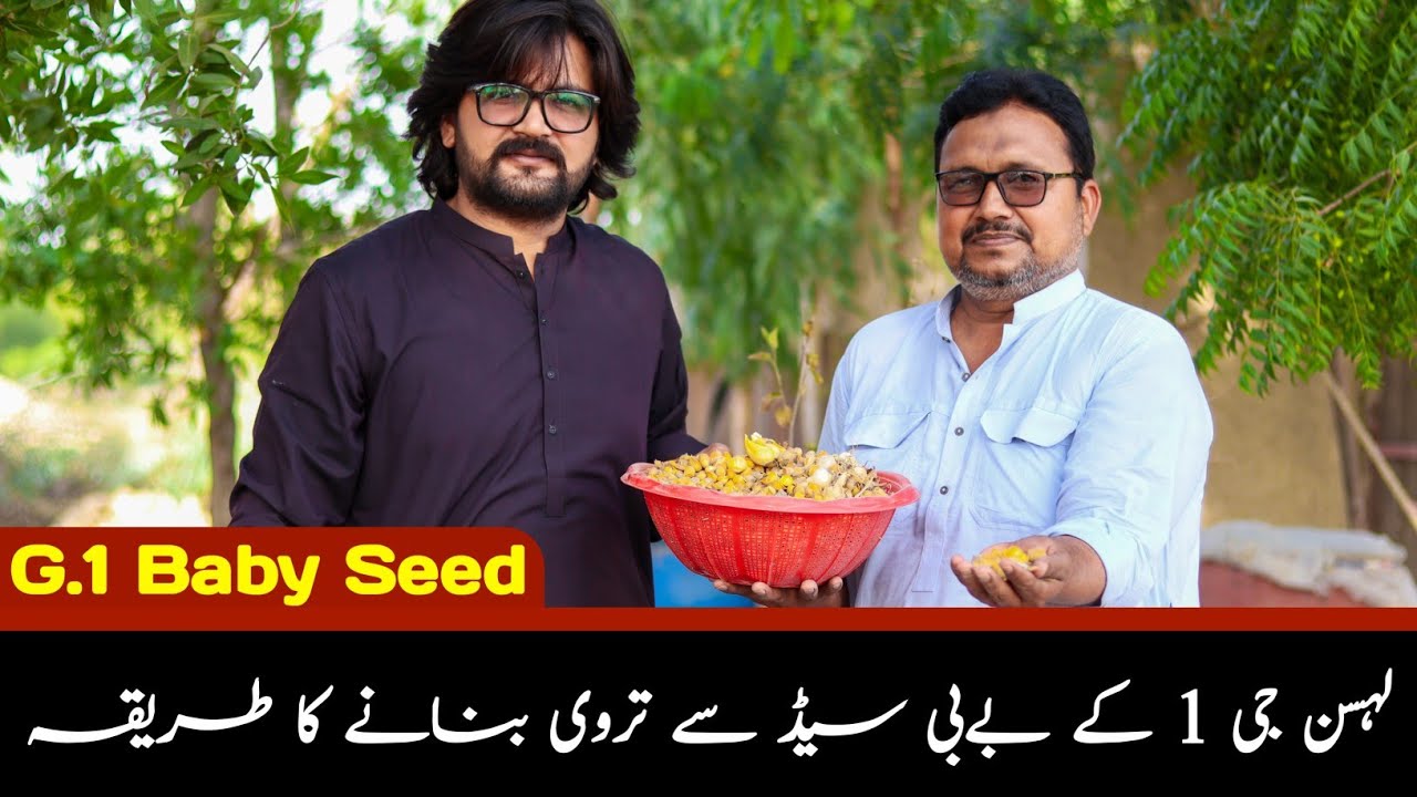 Garlic NARC G1 Baby seed Information / Garlic G1 Farming in Pakistan / G Farm