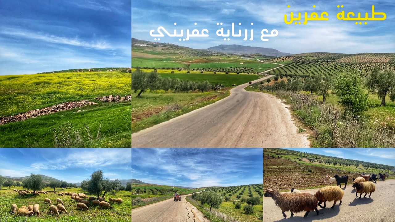 #سحر #جمال #طبيعة #عفرين #الخلابة مع صوت زرناية عفريني ولا اروع من هيك( #طريق بين جلا وقسطل خضر)